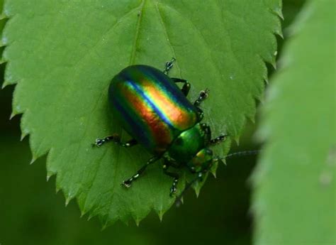 escarabajo verde-4